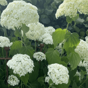 Cluster of white hydrangea flowers blooming in a garden.